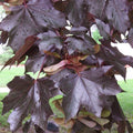 Crimson King Norway Maple Seeds - Acer platanoides - Fast Growing Tree Seeds - 10+ Pack