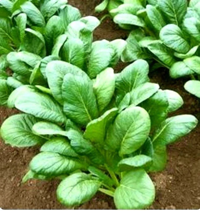 Komatsuna Spinach Mustard Seeds - Tendergreen Variety, Brassica rapa var. perviridis, 600+ Seeds for Salad, Stir-fry, Container Gardening