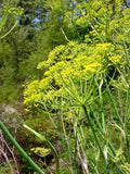 Sweet Fennel Seeds - 100+ Herb Seeds for Cooking & Gardening - Foeniculum vulgare var. dulce - Aromatic Culinary Herb