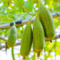 Heirloom Gourd Seeds - Luffa cylindrica Climbing Vine for Natural Sponges - Non-GMO Vegetable Seeds, 20 Pack