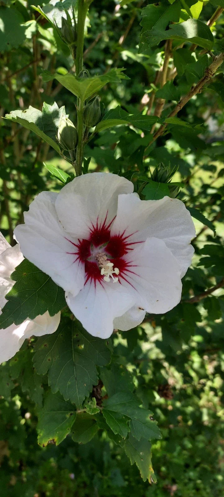 Unrooted Rose of Sharon Cuttings - White with Maroon Centers, Hibiscus syriacus, Garden Plants for Hedges & Borders