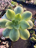 Aeonium Floresens Succulent Plant - Rooted Green and Purple Variegated Foliage Indoor Outdoor Houseplant
