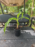 Crinum Lily Live Plant 6" Giant White Spider Variegated Asiaticum Indoor Outdoor Garden