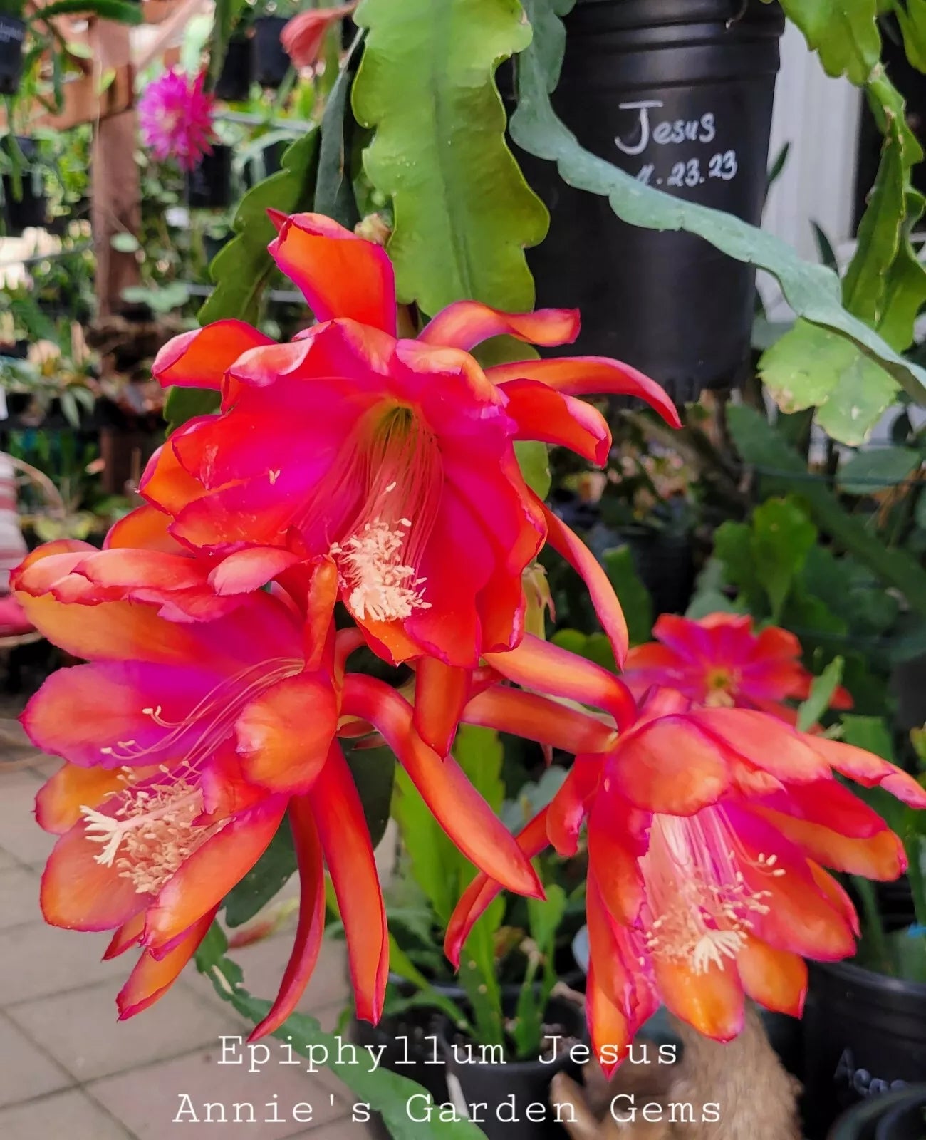 Epiphyllum Jesus Cuttings 8-10 Inches - Orchid Cactus Propagation