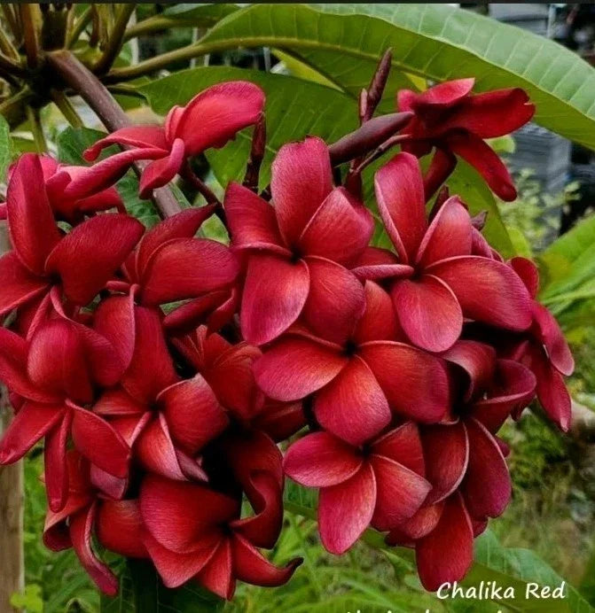 Red Plumeria Plant in 2.5-Inch Pot | Plumeria rubra Rooted Tropical Flowering Plant