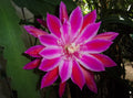 Epiphyllum Orchid Cactus Cutting - Takin' It to the Streets - Unique Trailing Variety for Indoor Gardening - Epiphyllum spp.
