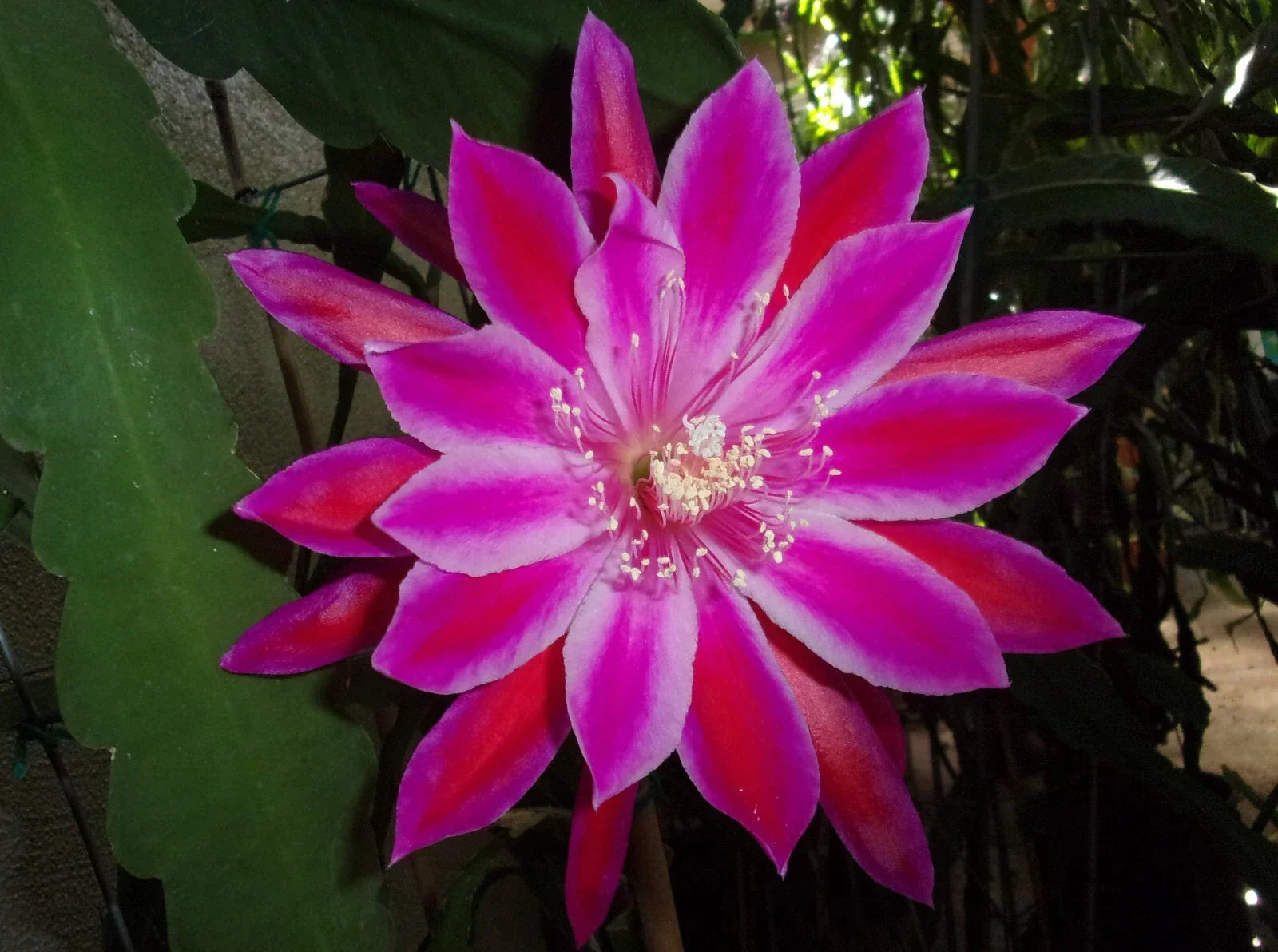 Epiphyllum Orchid Cactus Cutting - Takin' It to the Streets - Unique Trailing Variety for Indoor Gardening - Epiphyllum spp.