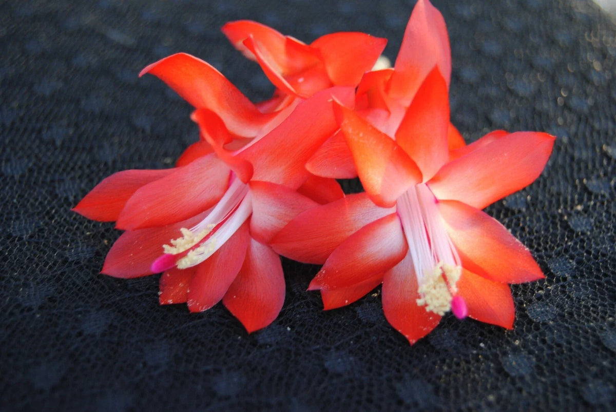 Christmas Cactus Starter Plant - Small Red Dragon Schlumbergera Truncata - Healthy Well-Rooted Succulent Plant