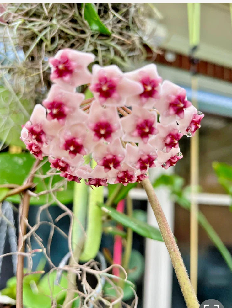 Hoya obovata Wax Plant in 4" Pot – Indoor Tropical Houseplant, Easy Care, Variegated, Rooted Hoya Variety
