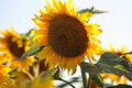 Organic Mammoth Black Russian Sunflower Seeds - Helianthus annuus, Wildflower, Large Annual for Gardens & Pollinators