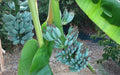 Blue Java Banana Tree - Well-Rooted 4-6in Musa acuminata 'Blue Java' - Ice Cream Banana, Tropical Fruit Plant