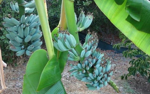 Blue Java Banana Tree - Well-Rooted 4-6in Musa acuminata 'Blue Java' - Ice Cream Banana, Tropical Fruit Plant