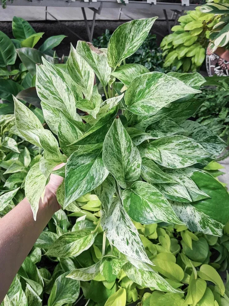 Snow Queen Pothos Cuttings - 3 Live Propagation Stem Cuttings, Variegated Epipremnum aureum, Indoor Houseplant, Low Light