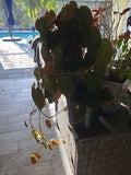 Philodendron Hederaceum Micans Cutting - 2 Node Starter for Propagation, Indoor Plant, Trailing or Climbing