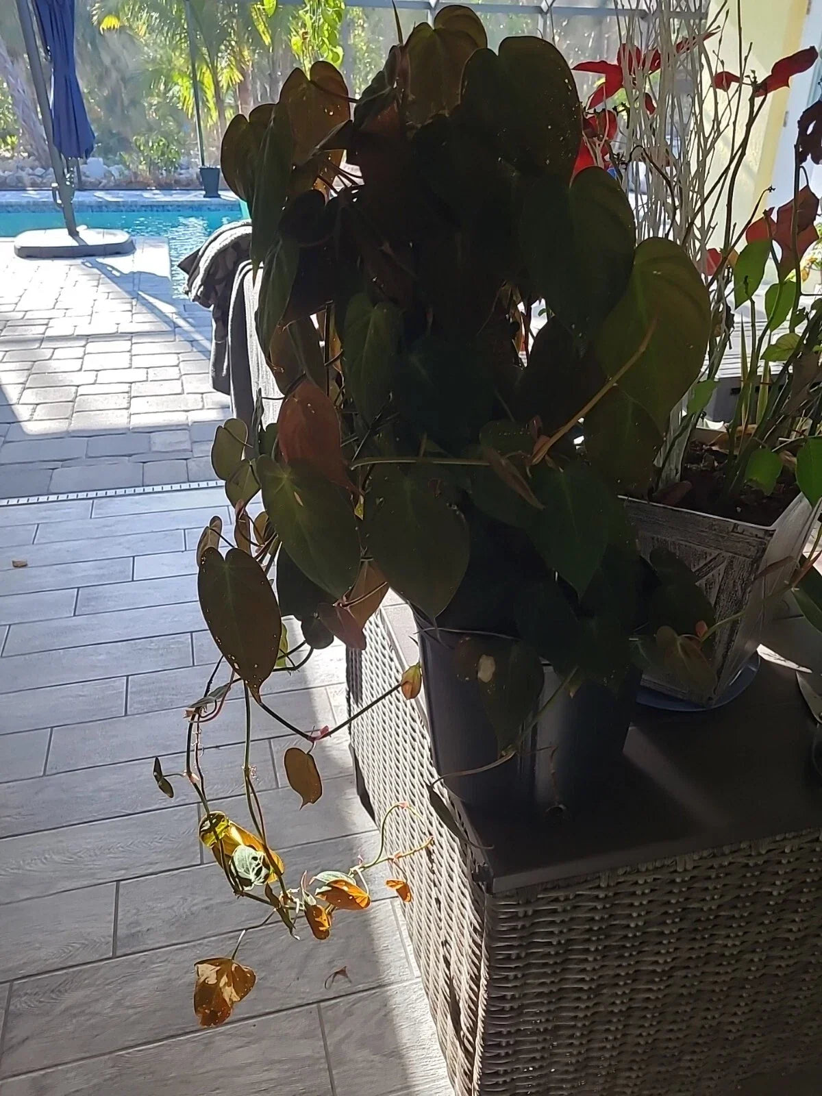 Philodendron Hederaceum Micans Cutting - 2 Node Starter for Propagation, Indoor Plant, Trailing or Climbing