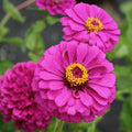 Violet Queen Zinnia Seeds - 100+ Pack, Annual Flowers for Garden Beds & Containers, Zinnia elegans, Vibrant Blooms, USA Grown