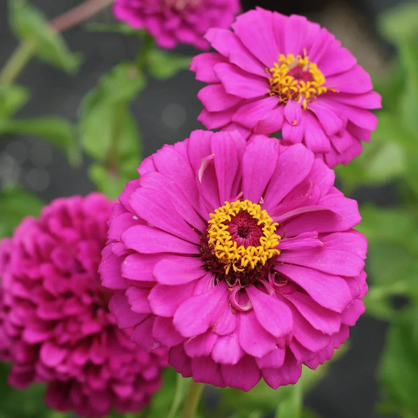 Violet Queen Zinnia Seeds - 100+ Pack, Annual Flowers for Garden Beds & Containers, Zinnia elegans, Vibrant Blooms, USA Grown