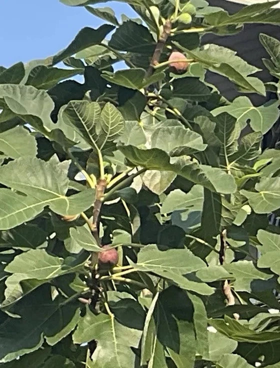 Rooted Brown Turkey Fig Tree - 5-8 Inches - Ficus Carica Hardy Fruit Tree for Garden or Patio