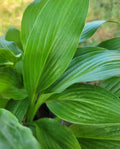 Hosta Lancifolia Bare Root Perennial Plant – Shade-Loving, 2.5" Live Plant, Zone 3-9, Broad Lance-Shaped Foliage