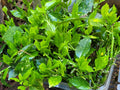Aucuba Japonica Golden Dust Cuttings – 6 Evergreen Gold-Dust Tree Clippings, Shade-Tolerant, Low Maintenance, Garden Hedge & Border Plant