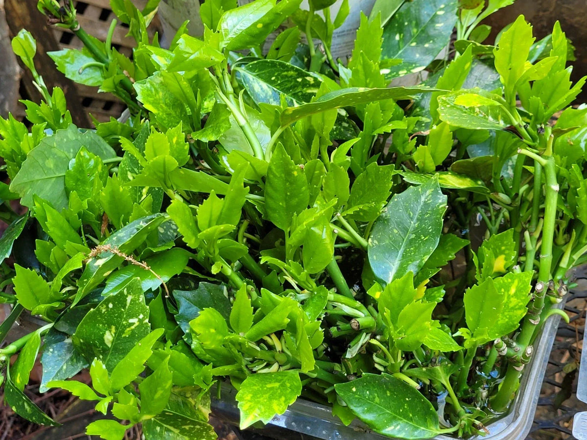 Aucuba Japonica Golden Dust Cuttings – 6 Evergreen Gold-Dust Tree Clippings, Shade-Tolerant, Low Maintenance, Garden Hedge & Border Plant