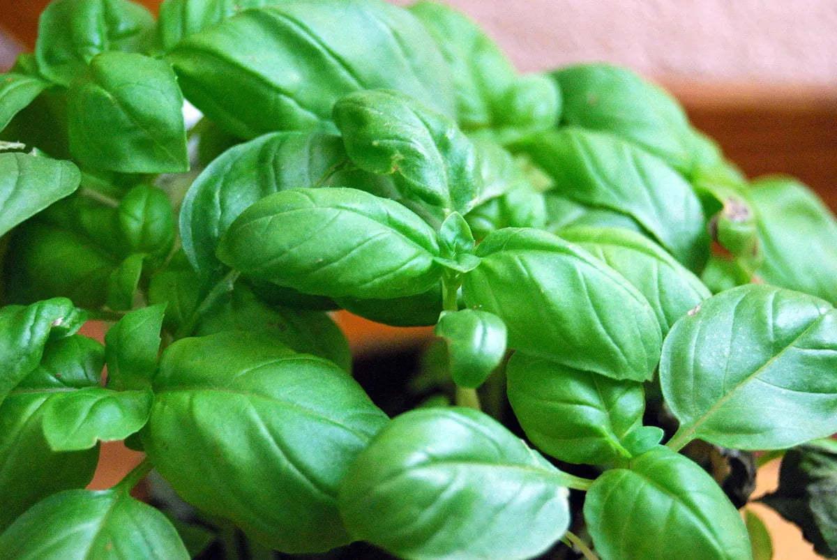 Genovese Basil Seeds - 2000 Non-GMO Herb Seeds for Culinary & Gardening - Ocimum basilicum