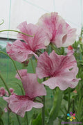 Chocolate Flake Sweet Pea Seeds – Lathyrus odoratus, Climbing Annual Flower, Fragrant, Garden Planting, USA Grown, 50 Seeds