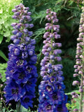 Dark Blue Bee Delphinium Seeds - Over 200 Seeds for Garden, Delphinium elatum Magic Fountains, Vibrant Blue Flowers
