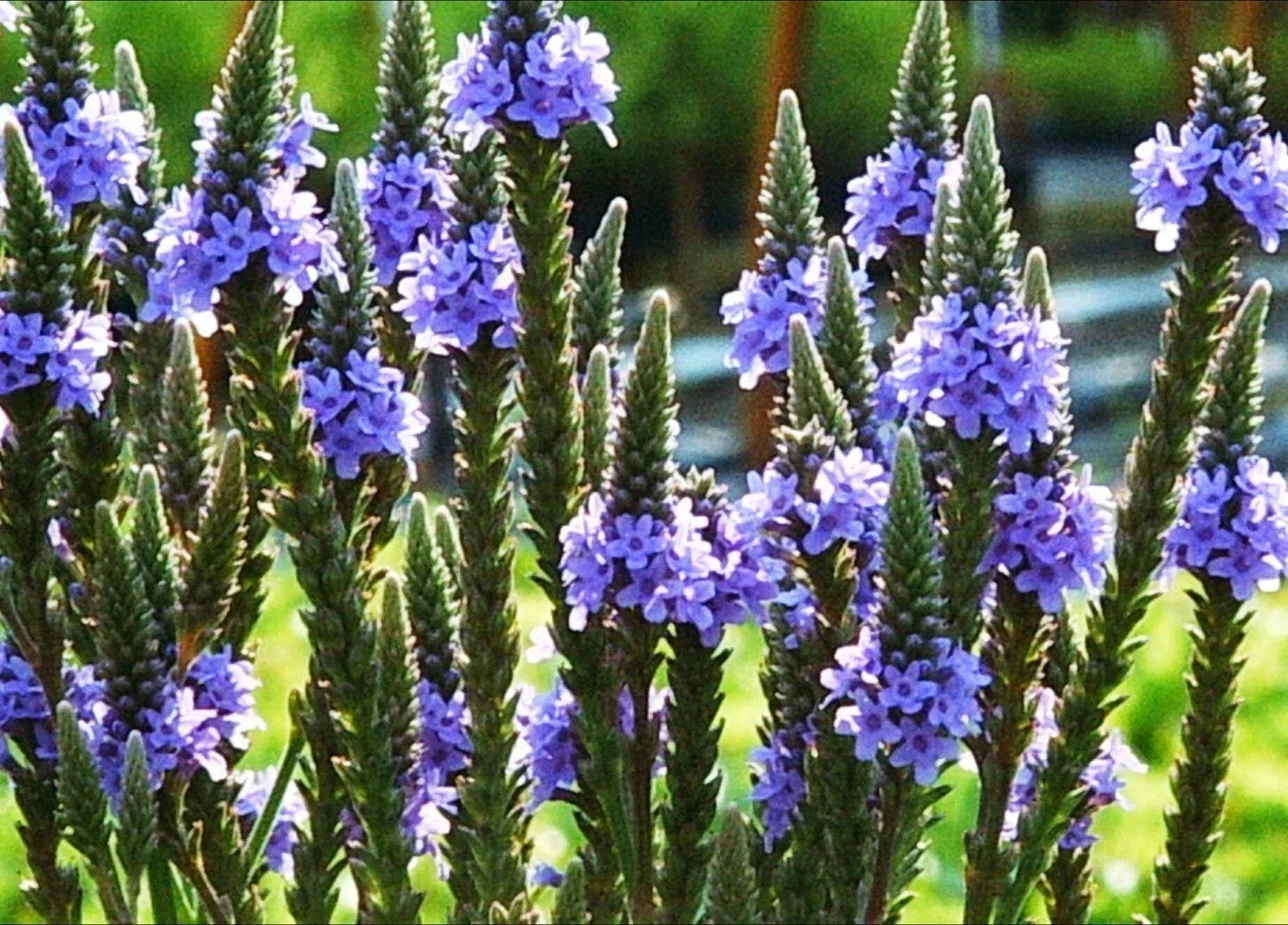 Blue Vervain Seeds - 200+ Perennial Wildflower for Herb Tea, Drought-Tolerant Native Plant, Verbena hastata