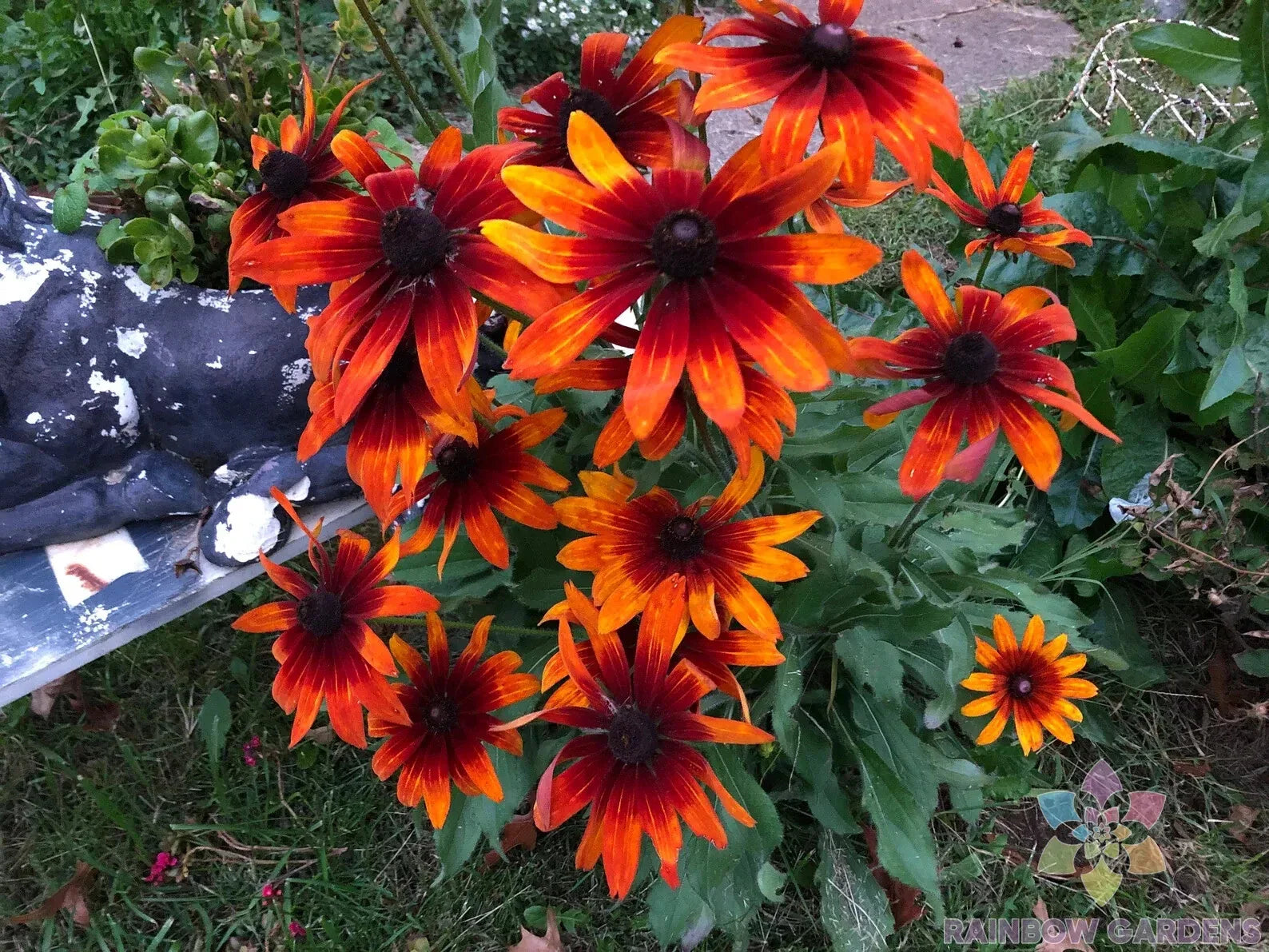 Gypsy Chycks Rudbeckia Seeds - 200+ Bulk Pack for Garden Planting - Black-eyed Susan (Rudbeckia hirta)