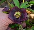 Hellebore Plants Mixed Seedlings - Colorful Perennial Blooms for Shade Gardens
