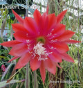 Epiphyllum 'Desert Sunrise' Unrooted Cutting - Rare Orchid Cactus, Tropical Succulent Plant, Climbing Epiphyllum