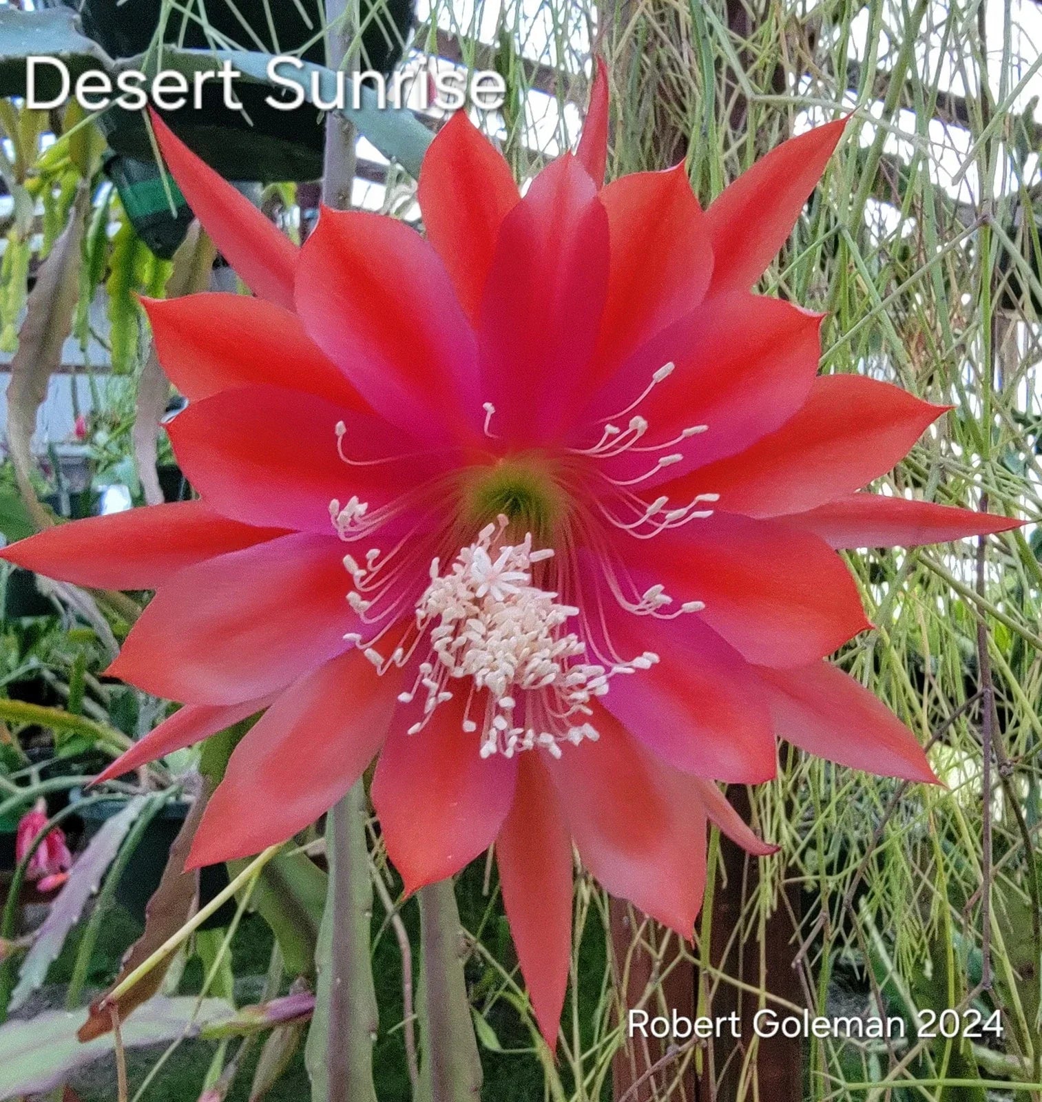 Epiphyllum 'Desert Sunrise' Unrooted Cutting - Rare Orchid Cactus, Tropical Succulent Plant, Climbing Epiphyllum