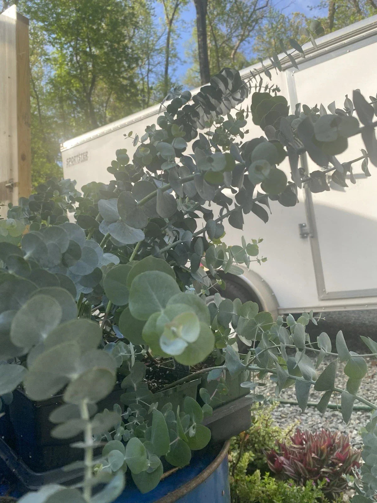 Silver Dollar Eucalyptus Live Plant in 5” Pot, Fragrant Green Foliage, Eucalyptus cinerea, Indoor or Outdoor Decor