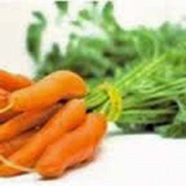 Carrot Seeds 50+ Non-GMO Little Fingers Daucus carota Heirloom Vegetable Seeds for Home Gardening