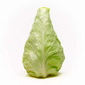 Conehead Cabbage Seeds - 500+ Pack, Brassica oleracea var. capitata, Heirloom, Compact Growth, Non-GMO, Garden Planting