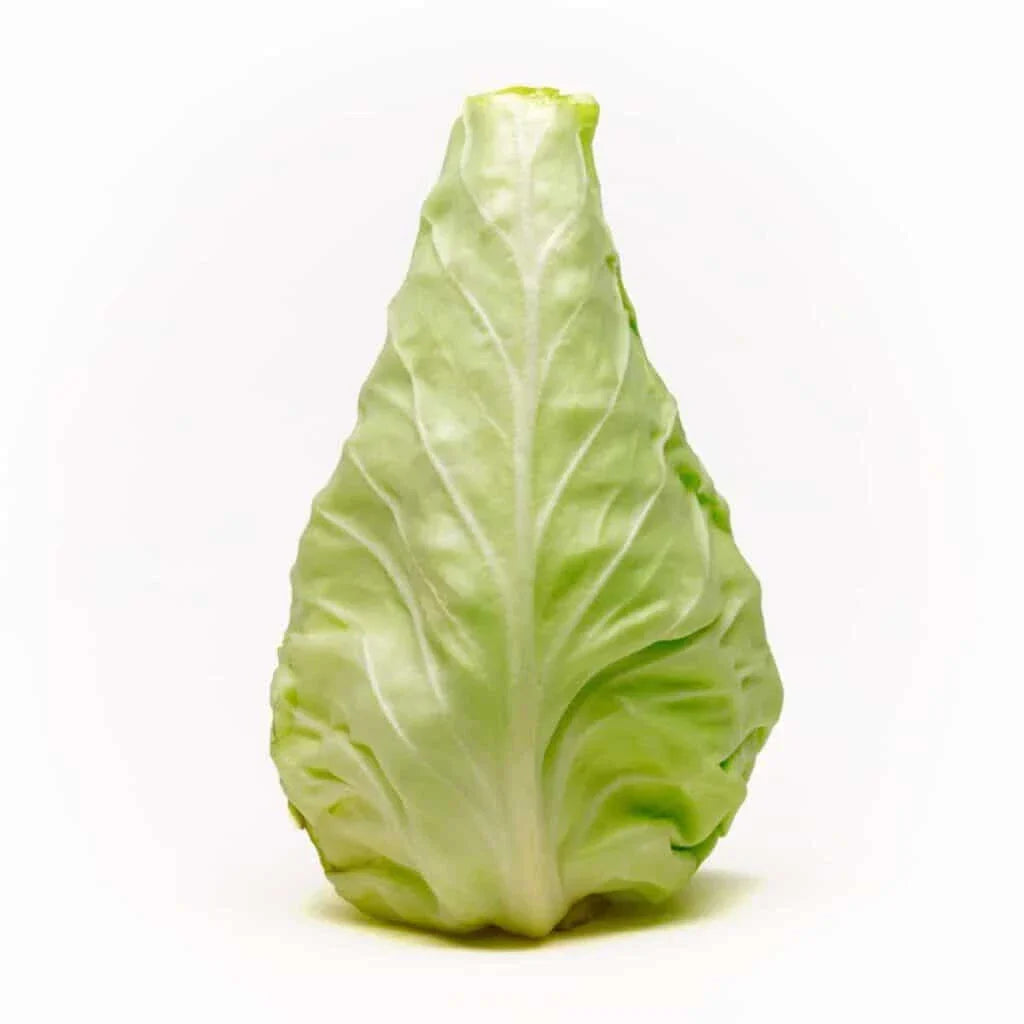 Conehead Cabbage Seeds - 500+ Pack, Brassica oleracea var. capitata, Heirloom, Compact Growth, Non-GMO, Garden Planting