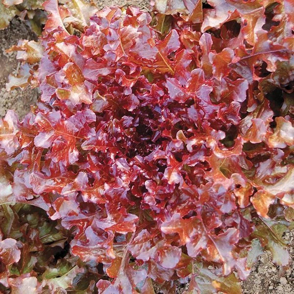 Red Salad Bowl Lettuce Seeds - Non-GMO Heirloom Variety, Loose-Leaf, Lactuca sativa, Container Gardening
