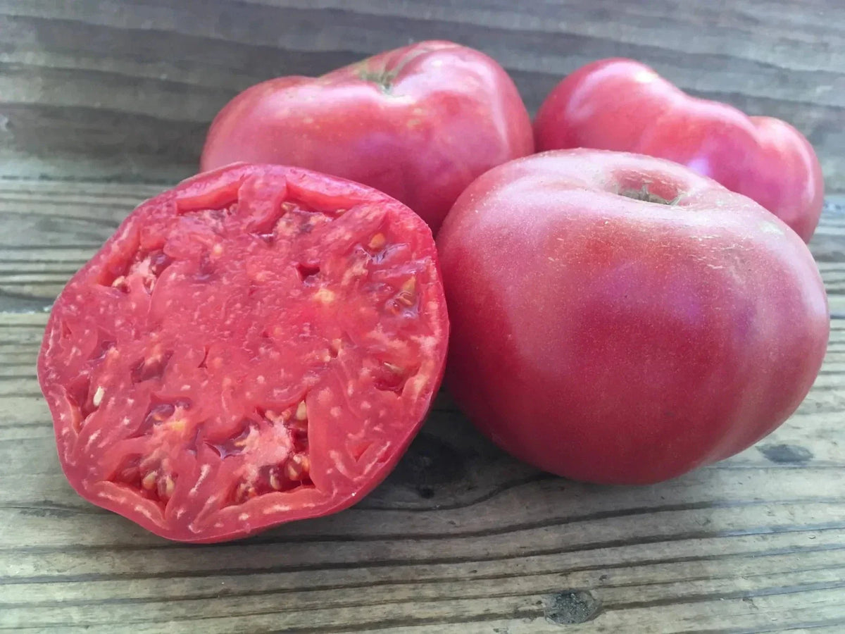 Mortgage Lifter Tomato Seeds - Heirloom Organic Non-GMO Seeds for Home Gardening - Solanum lycopersicum