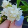 Lady Banks White Rose Bush Plant – Own Root, Fragrant Double Blooms, Climbing Rosa banksiae, Garden Trellis, Arbor, Ground Cover