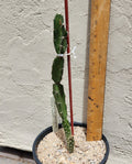 Live Rooted Triangle Cactus Plant - Acanthocereus Tetragonus - Unique Succulent for Indoor & Outdoor Gardens