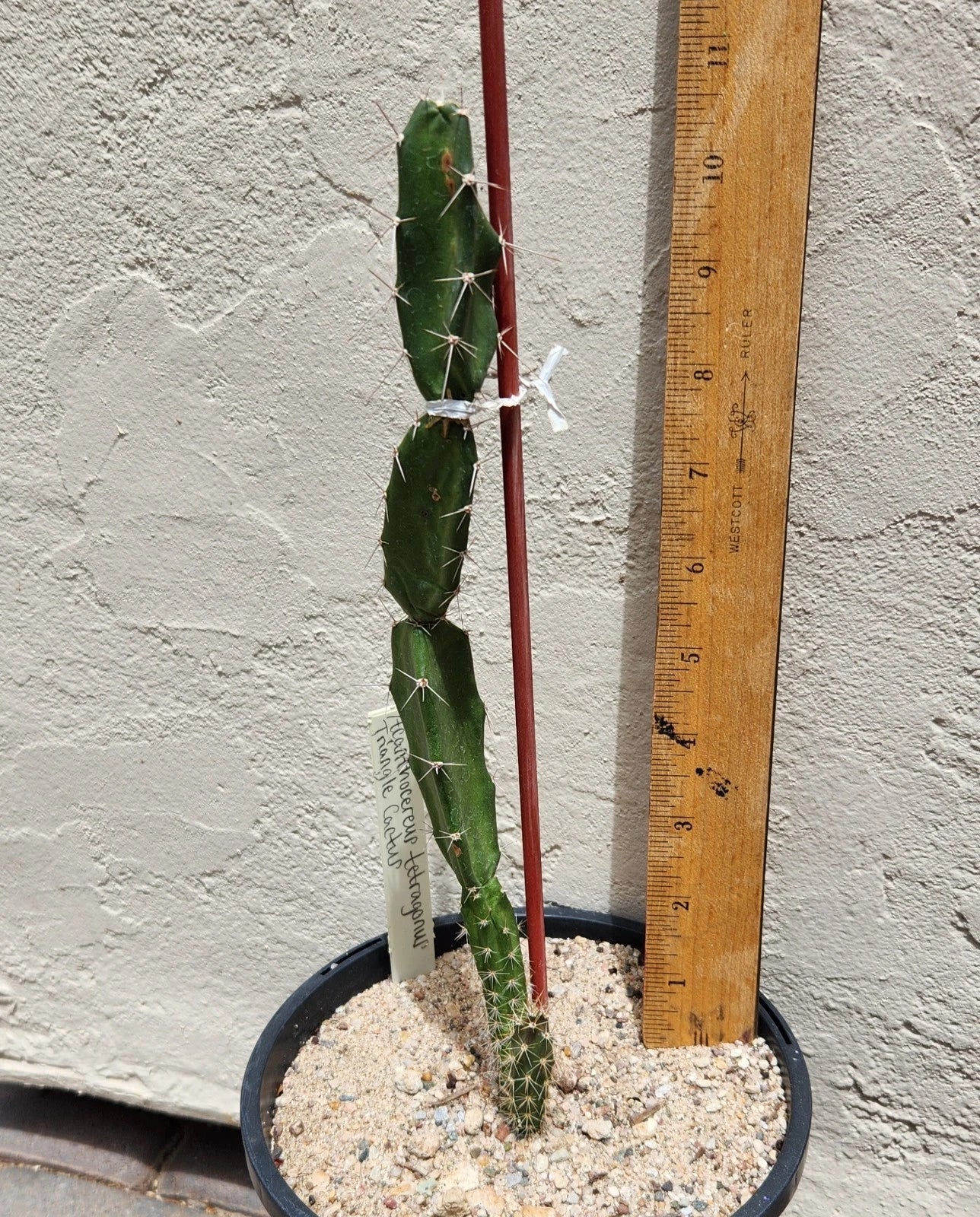Live Rooted Triangle Cactus Plant - Acanthocereus Tetragonus - Unique Succulent for Indoor & Outdoor Gardens