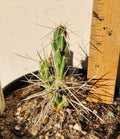 Live Rooted Cactus Plant - Densely-Spined Club Cholla - Grusonia densispina - Succulent for Indoor & Garden Use
