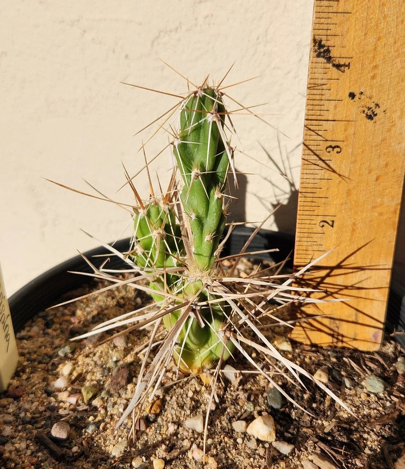 Live Rooted Cactus Plant - Densely-Spined Club Cholla - Grusonia densispina - Succulent for Indoor & Garden Use