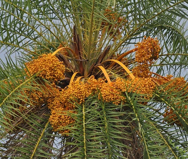 Phoenix Sylvestris Silver Date Palm Live Plant, 2+ Year Sapling, Indoor/Outdoor Tropical Palm, Silver Green Fronds