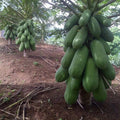 55 Calina True Dwarf Papaya Seeds – Fast-Growing, Compact Carica papaya, Tropical Fruit Seeds for Small Gardens