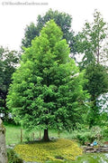 Bald Cypress Seeds Pack of 10 | Exotic Evergreen Tree Seeds | Taxodium distichum for Wetlands & Garden