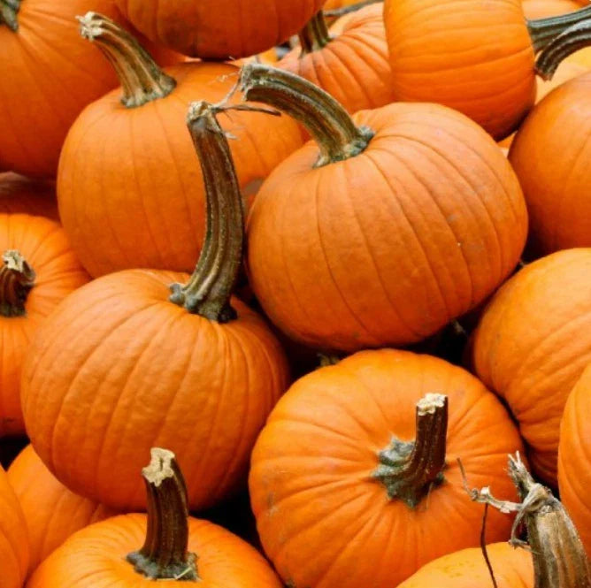 Small Sugar Pumpkin Seeds - Heirloom Cucurbita pepo for Pies, Sweet Flavor, Non-GMO, 25 Seeds