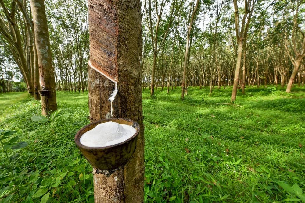Hardy Rubber Tree Seeds Eucommia ulmoides - 20 Seeds for Planting, Resilient Shade Tree