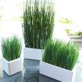 Organic Cat Grass Seeds - 2000+ Seeds, Fast Germination in 3 Days, 98% Germination Rate, Avena sativa, Indoor & Outdoor Growth
